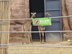 -武汉动物园