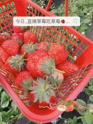 -蓝呗呗蓝莓草莓采摘园(通州区马驹桥店)