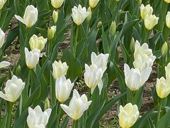 -长春公园(普阳街道)