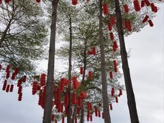 -深圳湾公园(南山区)