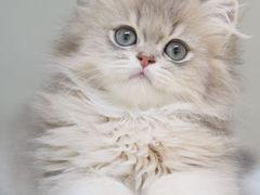 -lincat·猫舍(广州店)