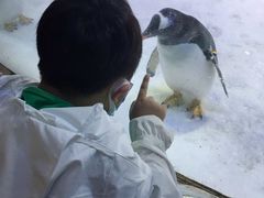 -芜湖新华联大白鲸海洋公园