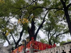 -大槐树寻根祭祖园