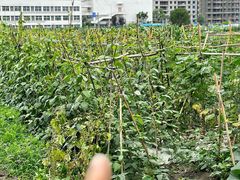 -凤来栖·净庭院·火锅(欧尚店)