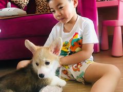 -翊宠yipet猫狗购宠庄园犬舍•猫舍