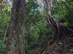 -西双版纳原始森林公园