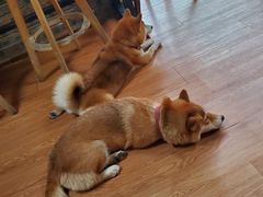 -柴犬高等学院·狗咖·柴犬售卖·宠物训练