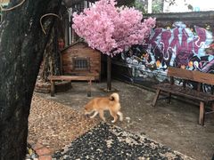 -柴犬高等学院·狗咖·柴犬售卖·宠物训练