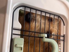 -伟伟宠物医院·CT影像中心·瑞派犬猫综合性门诊(汉口总院)