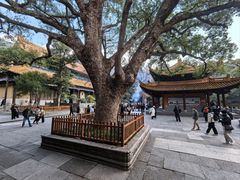 -普陀山风景名胜区-法雨禅寺