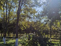 -大兴滨河森林公园