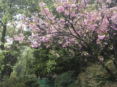 -南山植物园