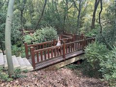 -上海佘山国家森林公园天马山园