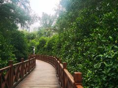 -大亚湾红树林城市湿地公园