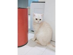 -喵的天空名猫咖啡馆·撸猫·猫舍·用品