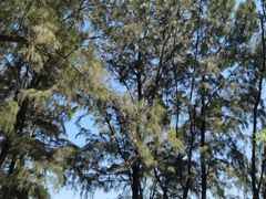 -北海金海湾红树林生态旅游区