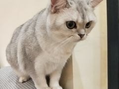 -滚猫咖啡·猫咖·猫友好撸猫(未来城店)