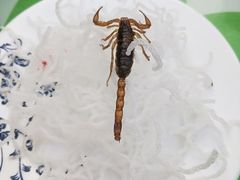 -十渡高山漂流
