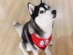 -Husky Go! 哈士奇体验馆·宠物咖啡厅狗咖