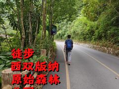 -西双版纳原始森林公园