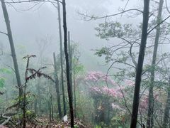 -缙云山景区