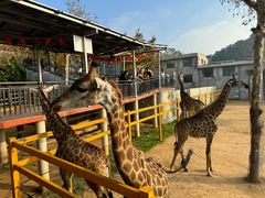 -西霞口神雕山野生动物世界