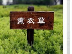 -田园东方蜜桃村的田野营地