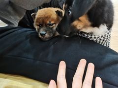 -惠康宠物医院(华能路店)