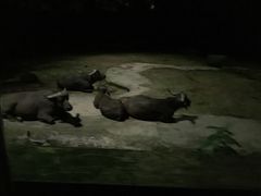 -夜间野生动物园
