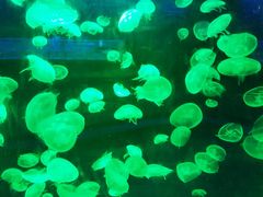 -海合安青岛极地海洋公园