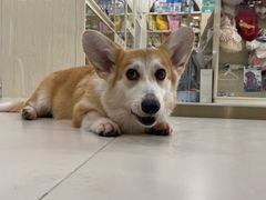 -当汪遇见喵宠物店