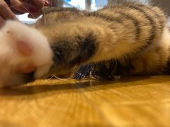 -啵啵喵·猫咖(攀华国际店)