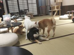 -逗柴咖啡屋·狗咖猫咖宠物桌游