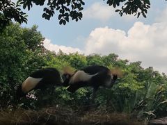 -广州长隆飞鸟乐园