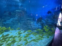 -烟台海昌鲸鲨海洋公园