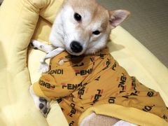 -逗柴咖啡屋·狗咖猫咖宠物桌游
