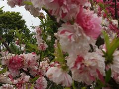 -南汇桃花村