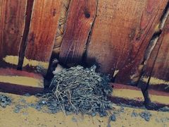 静安马场-沈阳静安马场