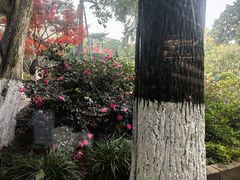 -浙江西子宾馆·瑶园咖啡厅