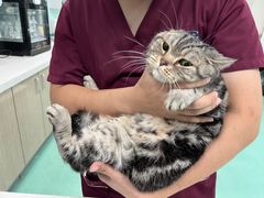 -北京观赏动物医院·24小时大型综合·猫专科·异宠专科