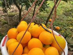 -马小毛老上海里脊肉(南翔印象城店)