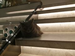 -飞行喵MR PILOT|猫舍·猫咖(静安大融城店)