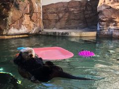 -西雅图水族馆