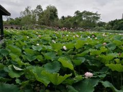 -桂湖森林公园