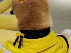-逗柴咖啡屋·狗咖猫咖宠物桌游