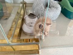 -糯米喵星人总部直营旗舰店·猫舍·幼猫出售