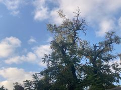 -小菜园新徽菜(青岛市南万象城店)