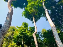 -西双版纳原始森林公园