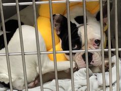 -安安宠物医院(情缘分院)