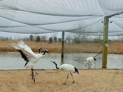 -盐城丹顶鹤湿地生态旅游区